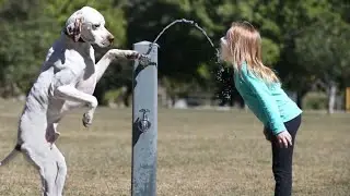 When you have a dog with 200 IQ 😲