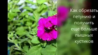Как обрезать петунию и получить еще больше пышных кустиков