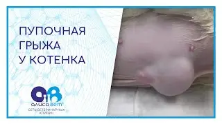 Пупочная грыжа у котенка