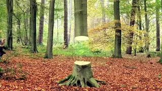 Easy 3D Tree Illusion Painting