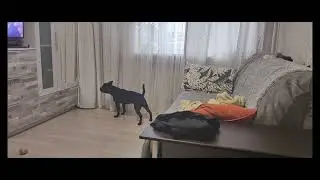 Staffie прятки с кошкой!