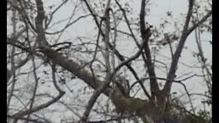 Ivory-billed Woodpecker: Proof of Persistence in Louisiana