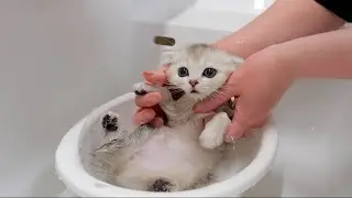 When I bathed my five kittens for the first time, I was surprised at how quiet they were！