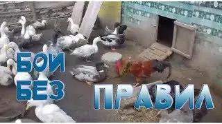 Бои без правил в деревне