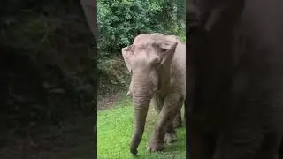 ใกล้ชิดพี่เดี่ยว #เขาใหญ่ #forestelephant #animalnews #wildlife #elephanthabitat #animals