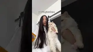 I Feel Like You Are Just Here For…😅 Pomsky Dog Maine Coon Mix Cat #shorts #doglover #youtubeshorts