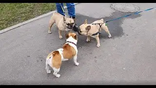 Французские бульдоги Варя и Боня делят жениха