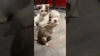langsung di ulti dong 🤣🤣