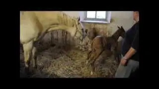Et længe ventet Palomino føl ...