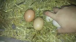 2 GÜNLÜK YUMURTA-HOROZ BUDEFA FENA SALDIRDI