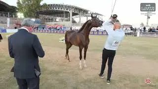 Iksal Arabian Horse Show 2024   Class 6