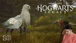 Hogwarts Legacy - Gameplay / The epic adventure continues (10)