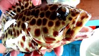 ตกหมึก ตกปลา ล่าหอย บางเบิด Squid fishing shellfish
