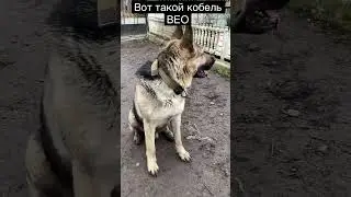 Вот такой кобель ВЕО красивый и умный 