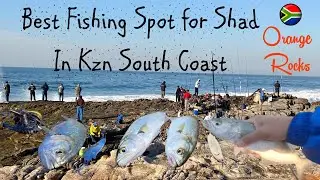 Best Fishing Spot for Catching Shad in KZN South Coast