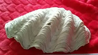 РАКУШКИ ИЗ ОКЕАНА     OCEAN SHELLS