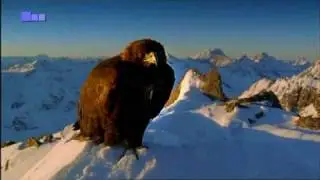 Steinadler - Matterhorn