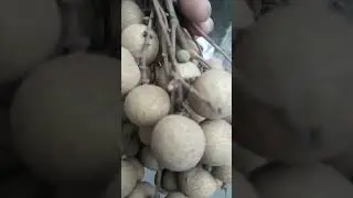 বলুন ত এগুলা কি?