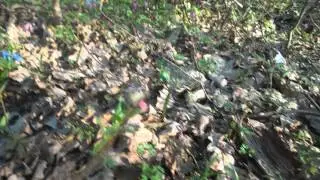 цветы в лесу