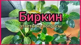 Точки на листьях🌿Проявит ли полоски зеленая детка🌿Мутации🌿 #филодендрон #БИРКИН #цветы #растения