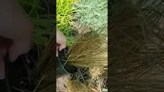 Злаки в новой поставке  