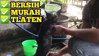 GROOMING KUCING PANGGILAN NGANJUK-KEDIRI