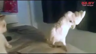 Попугай прикинулся котом (кошкой) ржач