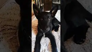 I used to protect him...  #gsd #germanshepherd #dog #puppy
