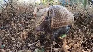 Tiny Armadillo Has A Big Forest Adventure