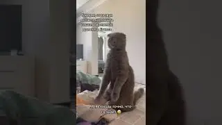 Кот из прошлого