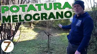 Come e Quando effettuare la potatura del Melograno