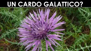 VErba Volant - Un cardo selvatico interessante