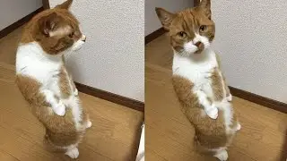 Aksi kucing pintar