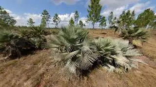 Copernicia hospita habitat in Cuba