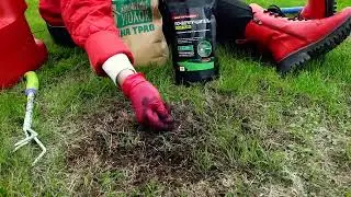 Уютный и стильный газон без проплешин. Делимся секретами