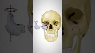 Легальный способ продлить жизнь