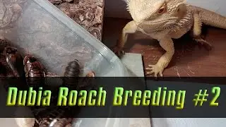 Dubia Roach Breeding #2 : Bearded Dragon Update