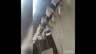 @терма сайроклар бедана кыргызстан узбекистан