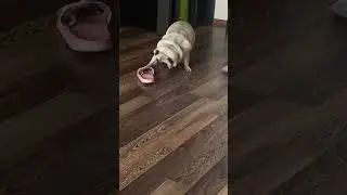 Пострадали хозяйские тапки 😂 #собака #шифа #pug #мопсы