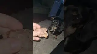 как собака любит этот хлеб.