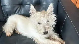 We had to put Rocky down today, we are all sad to say goodbye. 🥹🥹🥹🥹🥹🥹🥹