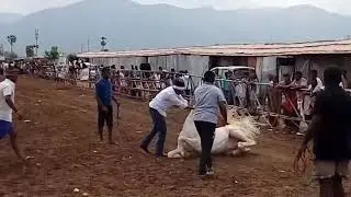 Controlling a horse