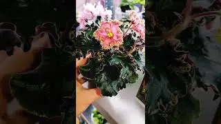 МТ Пески Времени . Фиалки у Алисы 💖💖💖