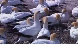 Природа под музыку!?