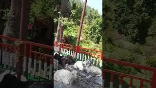 #jaimatadi