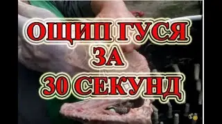 Ощипывание  гуся за 30 секунд
