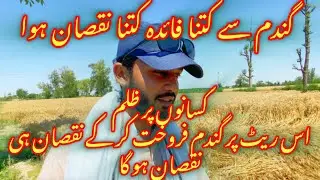 کسان کو کتنا نقصان ہوا گندم سے||گندم کی فصل||today gandam rate||wheat prwheat price in pakistan
