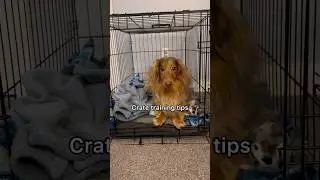 Crate training is my number one puppy training tip!🥰 #puppytraining #cratetraining #dogtraining