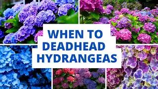 🌸 When to Deadhead Mophead Hydrangeas 🌸