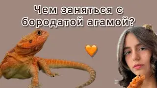 Чем заняться с бородатой агамой-БОРОДАТАЯ АГАМА 🧡￼